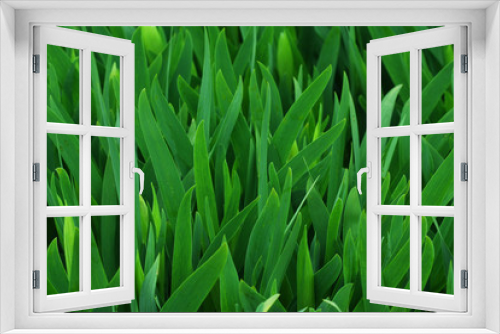 Fototapeta Naklejka Na Ścianę Okno 3D - Green Background.