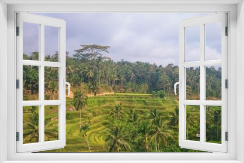 Fototapeta Naklejka Na Ścianę Okno 3D - Rice terrace in the morning Bali Indonesia