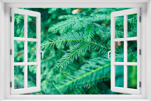 Fototapeta Naklejka Na Ścianę Okno 3D - Close-up of vibrant green coniferous branches filling the frame in natural daylight
