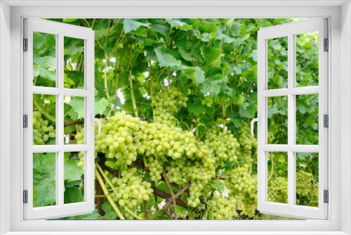 Fototapeta Naklejka Na Ścianę Okno 3D - row of green grape