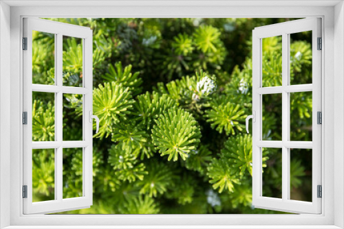 Fototapeta Naklejka Na Ścianę Okno 3D - Close-up of the yew leaves