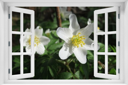 Fototapeta Naklejka Na Ścianę Okno 3D - Zbliżenie na kwiat białego zawilca