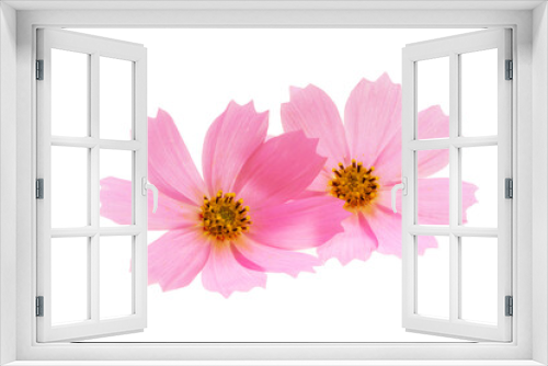 Fototapeta Naklejka Na Ścianę Okno 3D - cosmos flower isolated