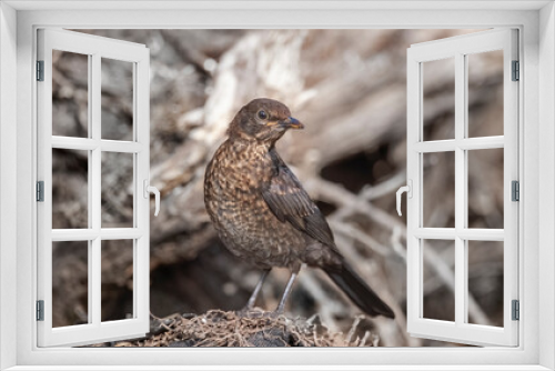 Fototapeta Naklejka Na Ścianę Okno 3D - Blackbird, female,