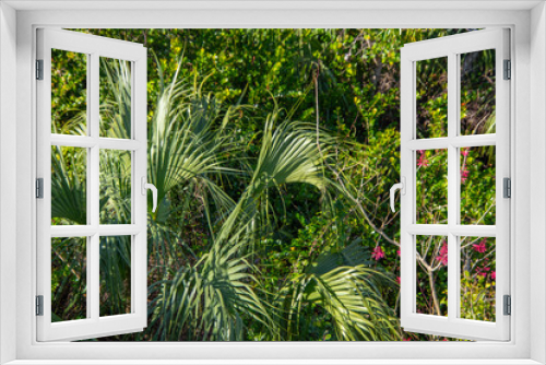 Fototapeta Naklejka Na Ścianę Okno 3D - Lush vegetation in a pretty tropical garden in Florida in the United States