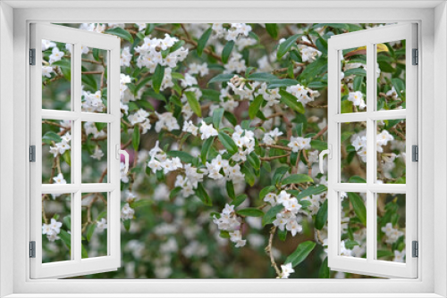 Fototapeta Naklejka Na Ścianę Okno 3D - White Daphne bholua 'Alba' in flower.
