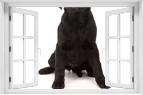 Fototapeta Naklejka Na Ścianę Okno 3D - Labrador retriever