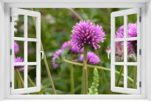 Fototapeta Naklejka Na Ścianę Okno 3D - Fleurs violettes