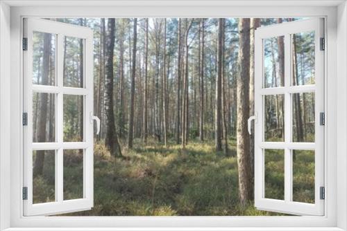 Fototapeta Naklejka Na Ścianę Okno 3D - Rekyva forest during sunny summer day. Pine and birch tree woodland. Blueberry bushes are growing in woods. Sunny day without any clouds. Nature. Rekyvos miskas.