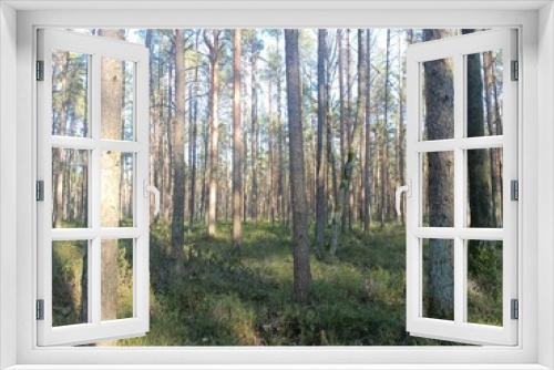 Fototapeta Naklejka Na Ścianę Okno 3D - Rekyva forest during sunny summer day. Pine and birch tree woodland. Blueberry bushes are growing in woods. Sunny day without any clouds. Nature. Rekyvos miskas.