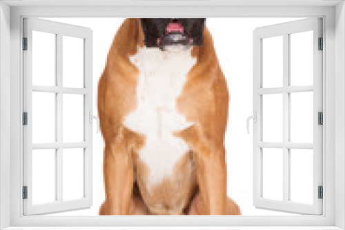 Fototapeta Naklejka Na Ścianę Okno 3D - red boxer dog sitting on white