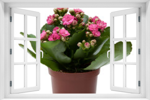 Fototapeta Naklejka Na Ścianę Okno 3D - Potted flower Kalanchoe pink on a white background