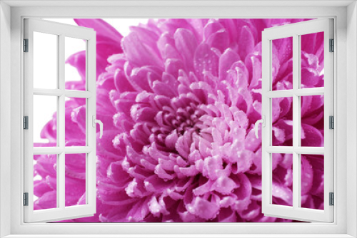 Fototapeta Naklejka Na Ścianę Okno 3D - Beautiful chrysanthemum close-up