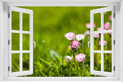 Fototapeta Naklejka Na Ścianę Okno 3D - daisy flowers - soft focus - abstrackt background