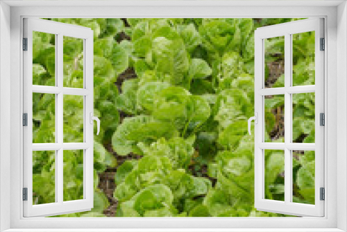 Fototapeta Naklejka Na Ścianę Okno 3D - Lettuce and vegetable field