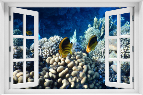 Fototapeta Naklejka Na Ścianę Okno 3D - wonderful coral reef life