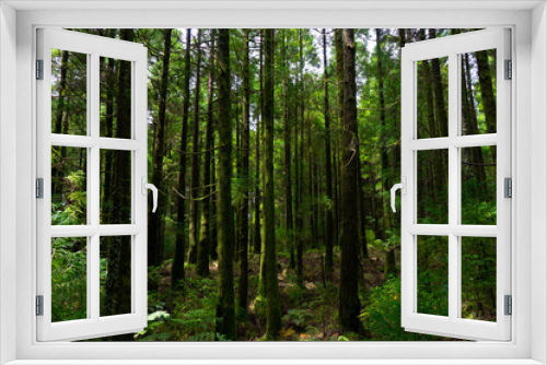 Fototapeta Naklejka Na Ścianę Okno 3D - Fir forest