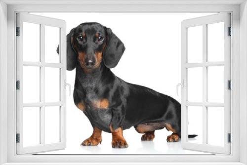 Fototapeta Naklejka Na Ścianę Okno 3D - Miniature dachshund