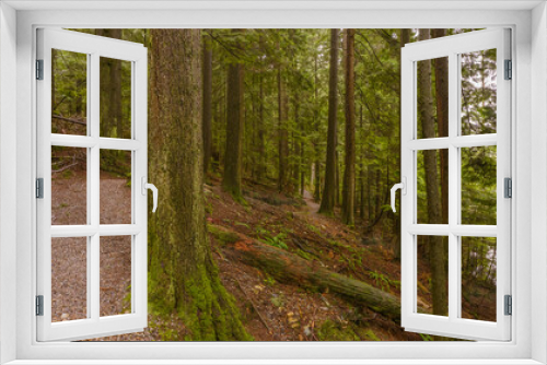 Fototapeta Naklejka Na Ścianę Okno 3D - Mossy tree trunks along hiking trail through a BC rain forest.