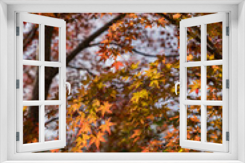 Fototapeta Naklejka Na Ścianę Okno 3D - 日本　滋賀県東近江市にある湖東三山の一つ、百済寺の本坊庭園の紅葉