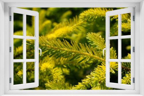 Fototapeta Naklejka Na Ścianę Okno 3D - Picea omorica Aurea