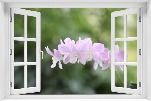 Fototapeta Naklejka Na Ścianę Okno 3D - Orchid Dendrobium sp pink flower