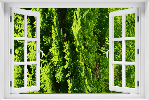Fototapeta Naklejka Na Ścianę Okno 3D - Beautiful bright green background, large thuja bushes, wide leaves and unusual branches.