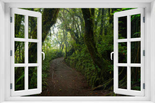 Fototapeta Naklejka Na Ścianę Okno 3D - Tropical rainforest
