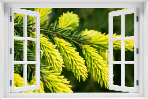 Fototapeta Naklejka Na Ścianę Okno 3D - Picea orientalis Aureospicata