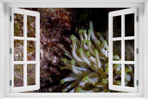 Fototapeta Naklejka Na Ścianę Okno 3D - Arrow crab with sea anemone