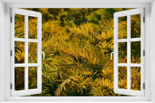 Fototapeta Naklejka Na Ścianę Okno 3D - Taxus baccata Aurea Decora - spring color