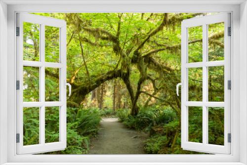 Fototapeta Naklejka Na Ścianę Okno 3D - Beautiful Hoh rainforest, located in Olympic National Park on the Olympic Peninsula, in Washington State, USA. Great outdoor exploring place for summer vacation and is nice all year around 