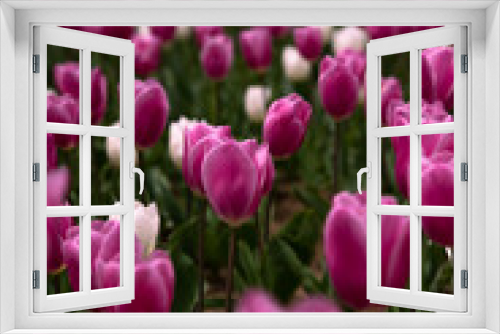 Fototapeta Naklejka Na Ścianę Okno 3D - Pink and white tulips in vertical shot.