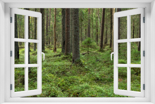 Fototapeta Naklejka Na Ścianę Okno 3D - A mature coniferous natural forest on a late summer day in Estonia, Northern Europe	