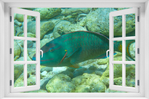 Fototapeta Naklejka Na Ścianę Okno 3D - Close-up underwaterphoto of a  Stoplight parrotfish (Sparisoma viride) in the Caribbean Sea, Bonaire, Caribbean Netherlands