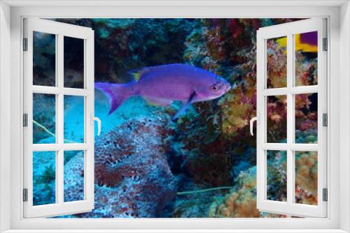 Fototapeta Naklejka Na Ścianę Okno 3D - colorful fish in the reef 