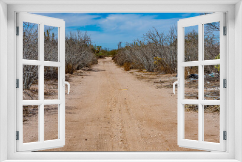Fototapeta Naklejka Na Ścianę Okno 3D - Shrubland and steppe landscape with coastal rural dirt road between thickets, against blue sky in background, wild vegetation typical of region, sunny spring day in Baja California Sur, Mexico