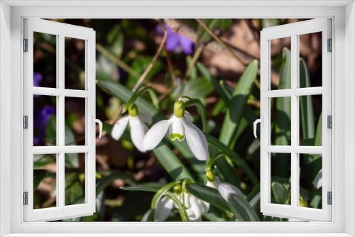 Fototapeta Naklejka Na Ścianę Okno 3D - Snowheads bloom in spring. Beautiful blooming in the grass at sunset. A delicate snowflake is one of the symbols of spring. (Amaryllidaceae - Galanthus nivalis)
