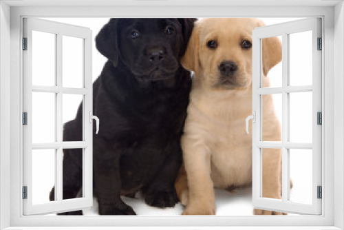 Fototapeta Naklejka Na Ścianę Okno 3D - Puppy love