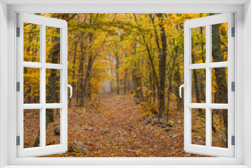 Fototapeta Naklejka Na Ścianę Okno 3D - Autumnal landscape in wild forest