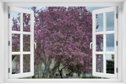 Fototapeta Naklejka Na Ścianę Okno 3D - Arbre à fleurs roses