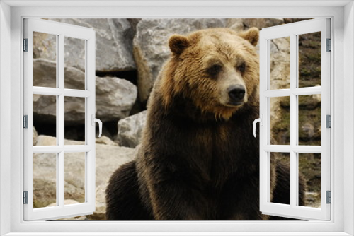Fototapeta Naklejka Na Ścianę Okno 3D - Sitting bear