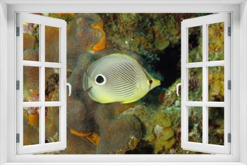 Fototapeta Naklejka Na Ścianę Okno 3D - Foureye Butterflyfish on a Tropical Coral Reef