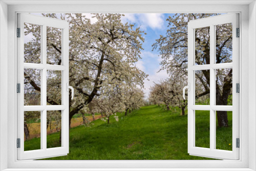 Fototapeta Naklejka Na Ścianę Okno 3D - Blooming cherry trees under a white and blue sky in Dobenreuth - Germany in the Franconian Switzerland