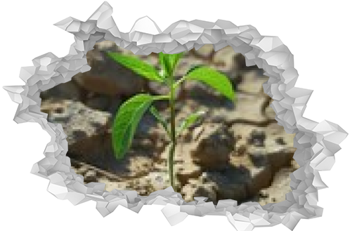 Resilient seedling defy the aridity of the soil, rising with determination amidst the parched earth. Seedling in testimony of life in adverse conditions.