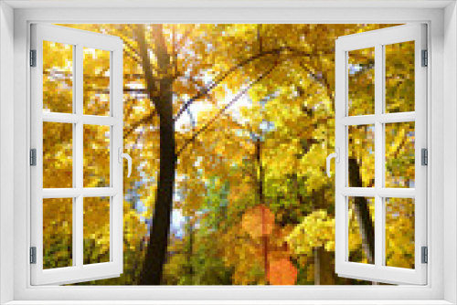 Fototapeta Naklejka Na Ścianę Okno 3D - Maple leaves