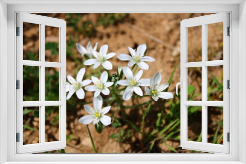 Fototapeta Naklejka Na Ścianę Okno 3D - Ornithogalum orthophyllum. white flower in the garden.