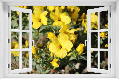 Fototapeta Naklejka Na Ścianę Okno 3D - yellow colored Linum grandiflorum flower