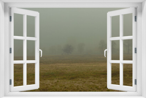 Fototapeta Naklejka Na Ścianę Okno 3D - Rozległa równina w zimowy, bezśnieżny poranek pokryta żółtą, suchą trawą. Nad ziemią unosi się gęsta mgła. We mgle widać niewyraźnie w oddali bezlistne drzewa.