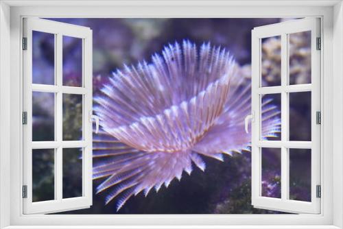 Fototapeta Naklejka Na Ścianę Okno 3D -  Feather Duster Worms are named for their distinctive feathery appendages, known as radioles, which they use for filter feeding and respiration. |光纓蟲屬